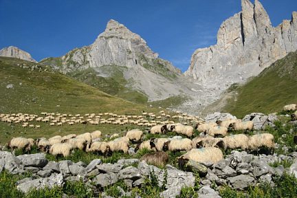 Troupeau de brebis devant les aiguilles d'Ansabere