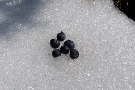 Quelques myrtilles trouvées sur la neige