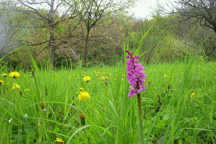 Orchidée sauvage du Limousin