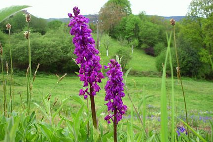 Orchidées