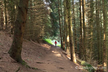 La forêt avant la cascade