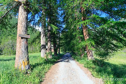 On va bientôt entrer dans la forêt