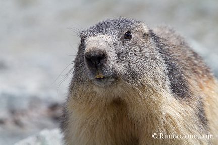 Une marmotte au lac d'Arsine