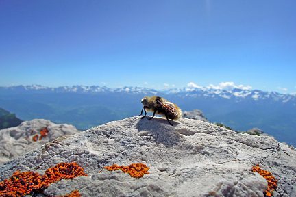Abeille depuis Chamechaude, face aux sommets des Alpes