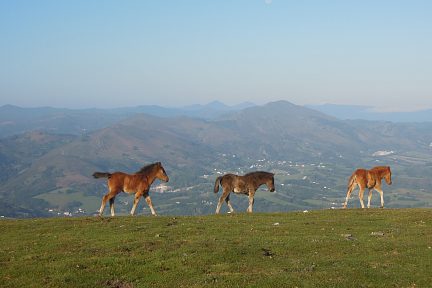 Pottok au Pays Basque, sur la rando