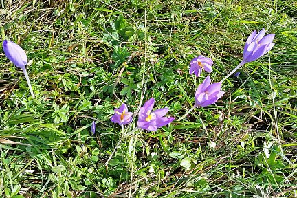Mes fleurs préférées, Aubrac