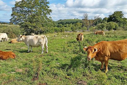 Vaches de race Aubrac sur le GR65