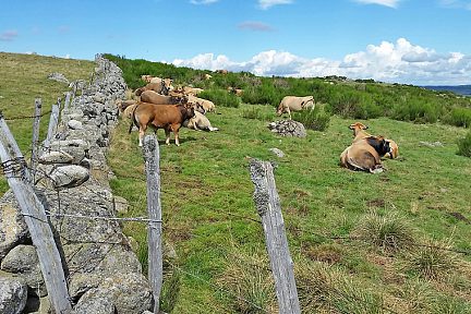 Troupeau de vaches et taureau race Aubrac