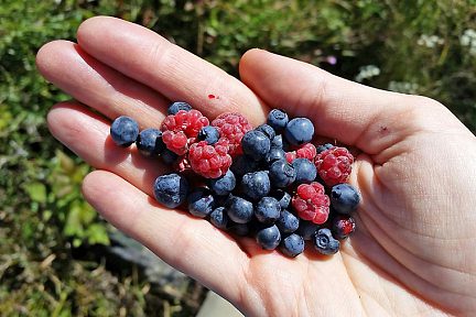 Fruits sauvages trouvés lors de la randonnée