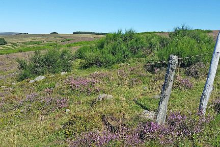 Paysage d'Aubrac près du Col de Bonnecombe