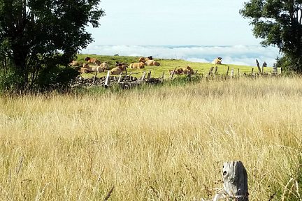 Troupeau de vaches race Aubrac