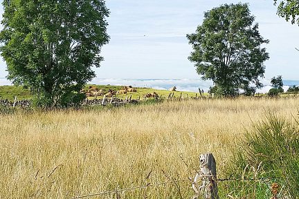 Vaches Aubrac, paisibles au matin