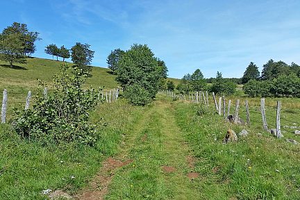 Chemin longeant les près