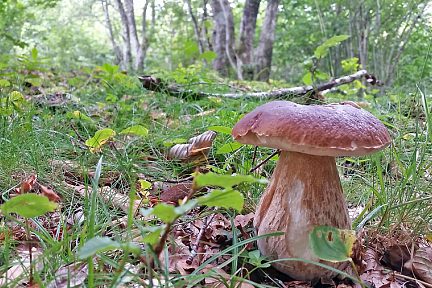 Petit cèpe dans la forêt 