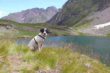 Un chien au bord du lac de Maucapéra