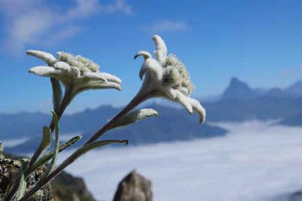 Edelweiss devant l'Ossau  à la Llana des Bozo