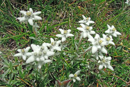 Edelweiss dans les Pyrénées