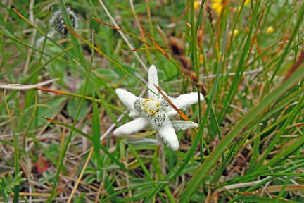 Edelweiss Pyrénées Espagnoles