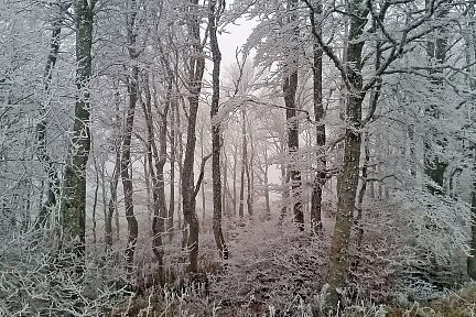 Dans la forêt domaniale d'Aubrac