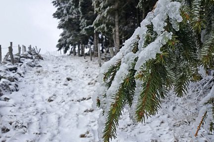 Draille et sapin gelés