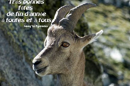 Mercantour - Bonnes fêtes de fin d'année