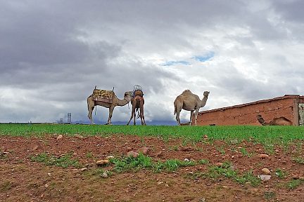 Dromadaires, qui attendent la balade
