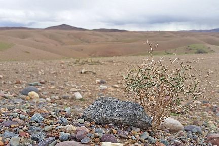 Dans la campagne marocaine