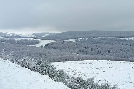 La forêt est recouverte de neige