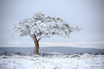 Nature givrée