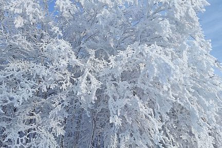 Arbre recouvert de neige au petit matin