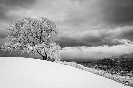 Chêne de Venon sous la neige
