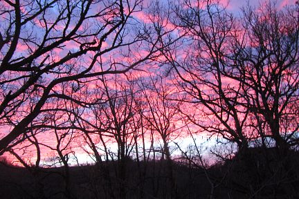 Le ciel s'embrase à travers les arbres
