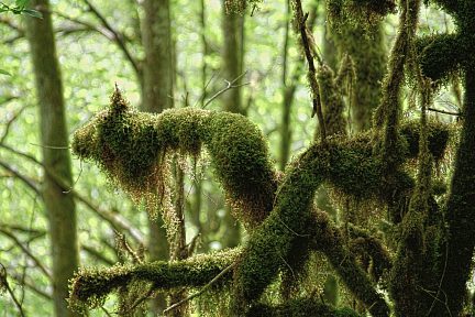 Forêt du Gourgue d'Asque