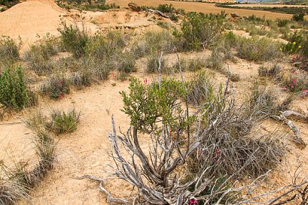 Paysage du désert des Bardenas en Espagne