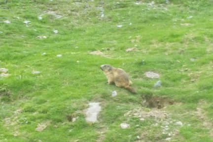 Les belles marmottes des Pyrénées sont de retour :)