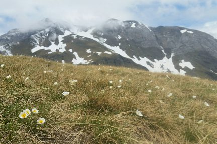 Vers le Col de Tentes bien fleuri