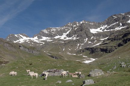 Ruines de la cabane d'Aspé (Mai 2015)