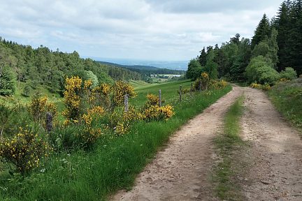 Chemin forestier sur le retour