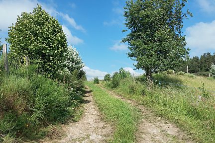 Chemin entre les près