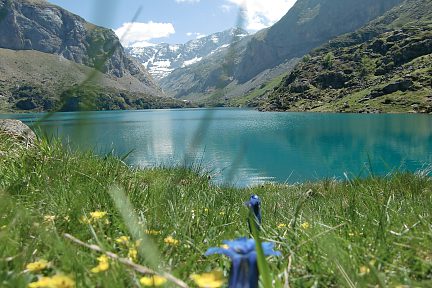 Fleurs au lac des Gloriettes