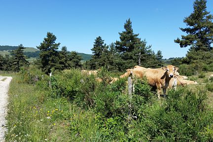 Les belles vaches d'Aubrac