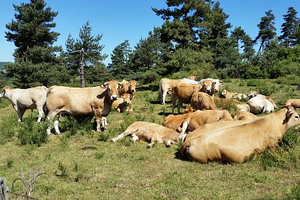 Troupeau de vaches d'Aubrac