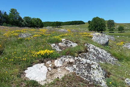 Flore en Lozère