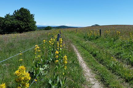 Chemin bordé de fleurs de gentianes