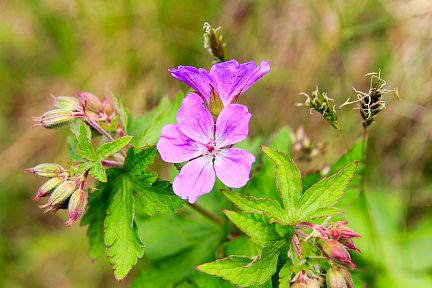 Fleurs de début juillet