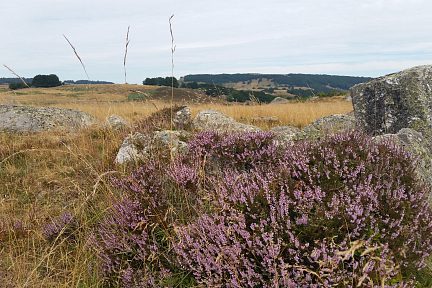 Bruyère en fleur et granit