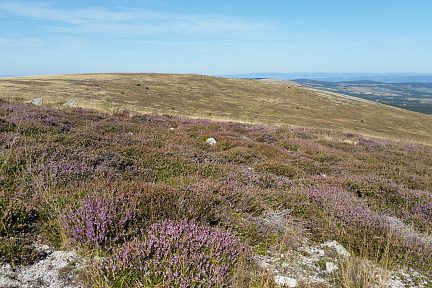 Bruyère près du Mont Lozère