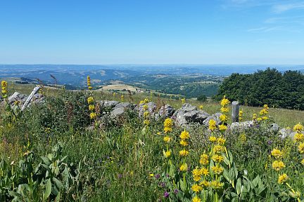 Vue sur la Vallée du Lot et gentianes