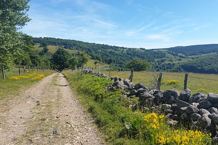 Le long du chemin fleuri