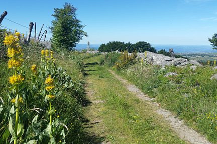 Gentiane au bord du chemin
